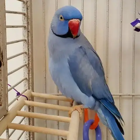 Desmond