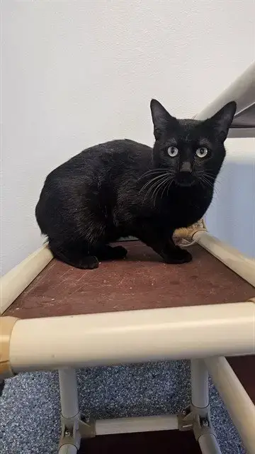Pedro