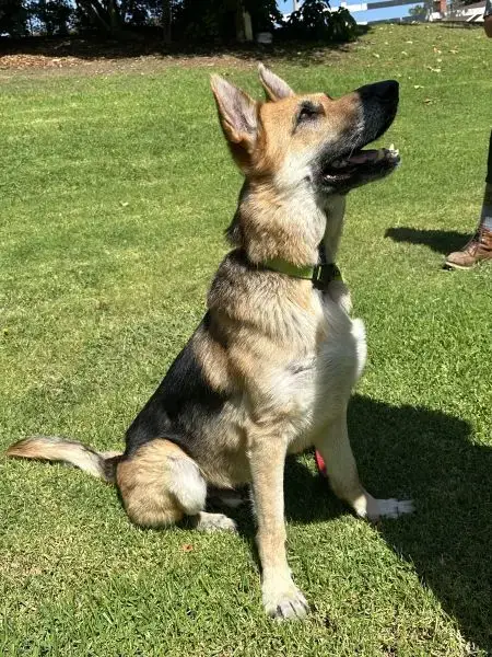 Rex photo 3