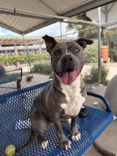 Bluey