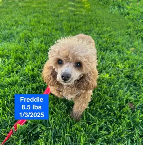 Freddie photo 3