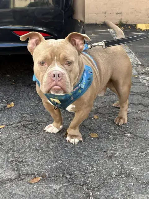 Bruce