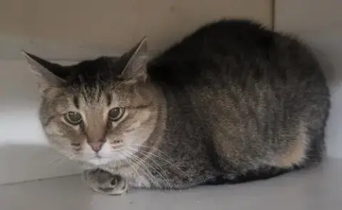 Kitty