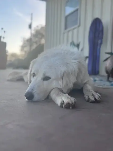 Dolly