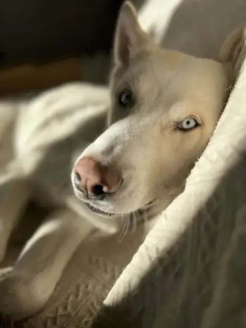 Zeus 2 photo 2