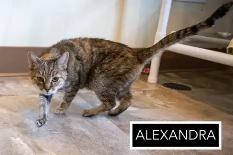 Alexandra: Hospice Foster Requested photo 2