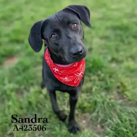 Sandra
