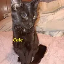 Zz Cole