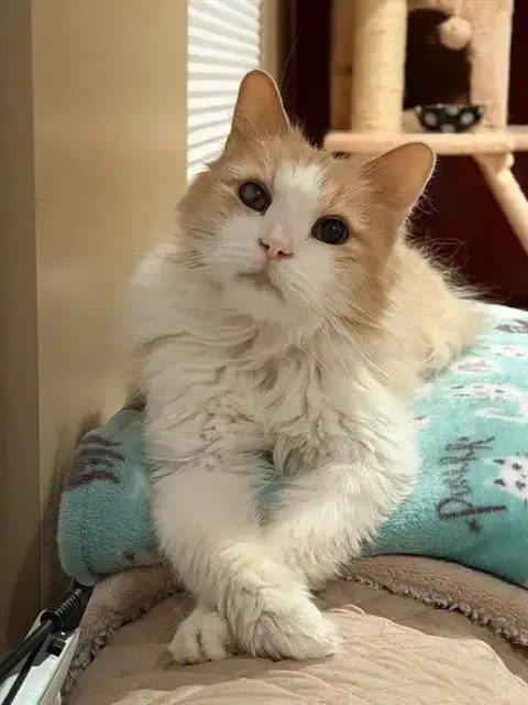 Butters