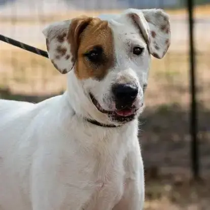 Wishbone Jum