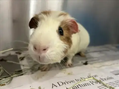 Theodore