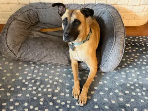 Rufus photo 4
