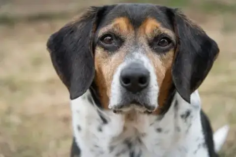 Rudy