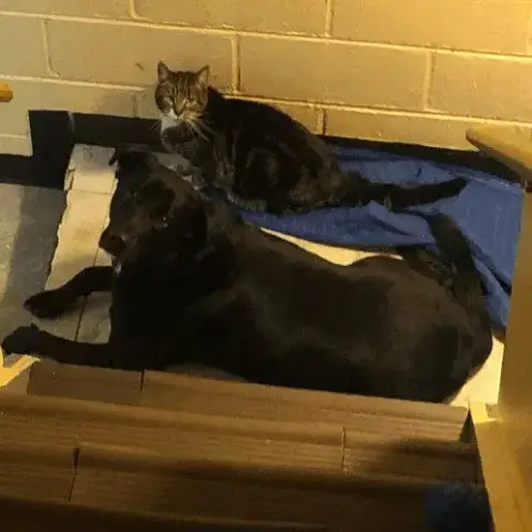 Senior Foster