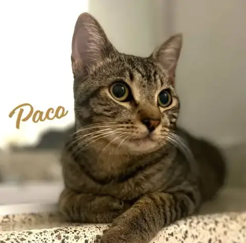 Paco #Bold-Adventurer