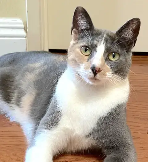 Luna Belle photo 2