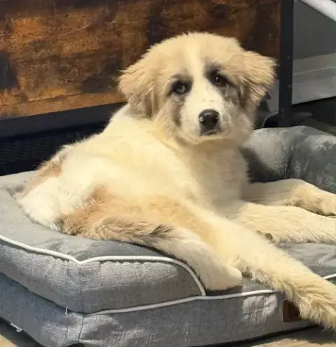 Puppy Sweetheart