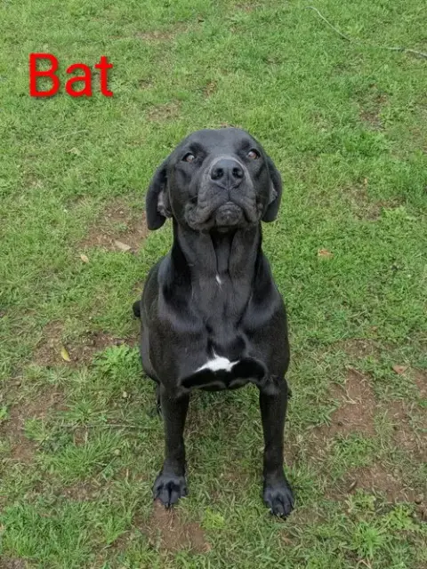 Bat Dixon photo 3