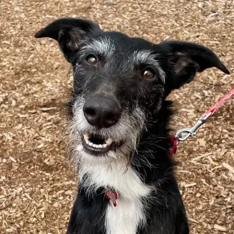 Sam