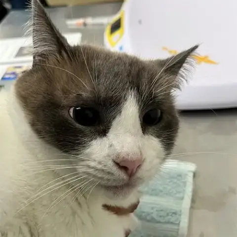 Benjamin