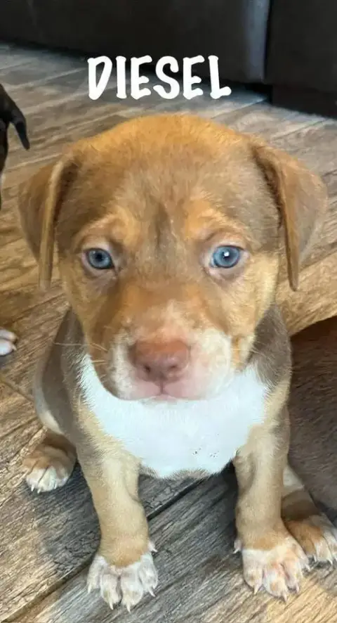 Diesel photo 2