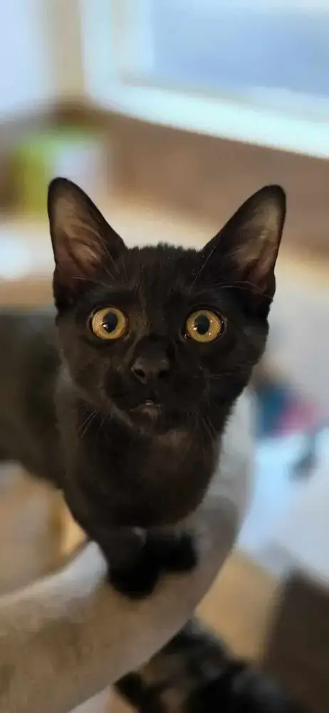 Panther photo 2