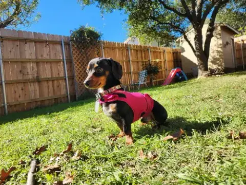 Nugget2 photo 4