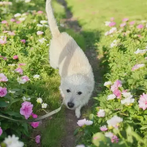 Macy