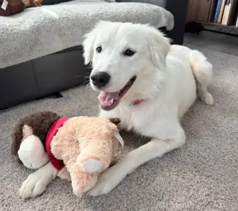 Sheva