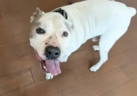 Stray Not Available