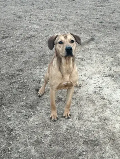 Rocky photo 2