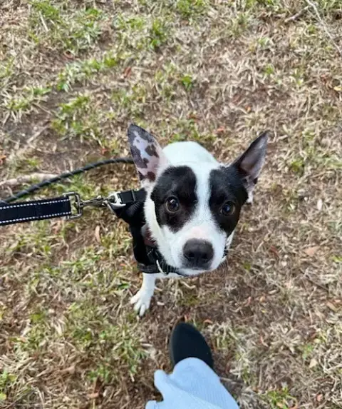 Bandit photo 3