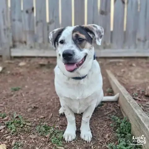 Petey photo 2
