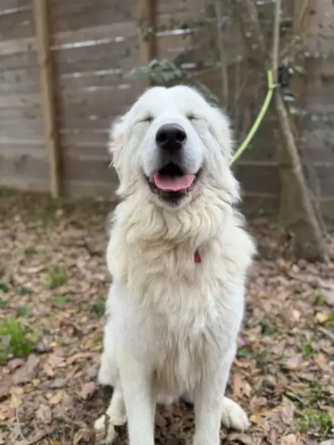 Finn photo 5