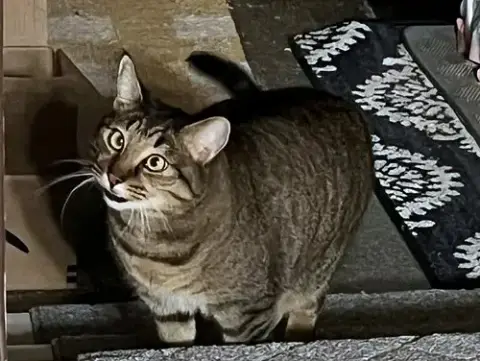 Tigger #1745N- Offered By Owner photo 3