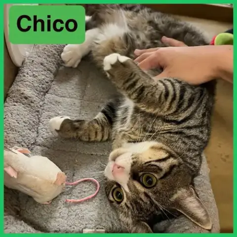 Chico photo 4