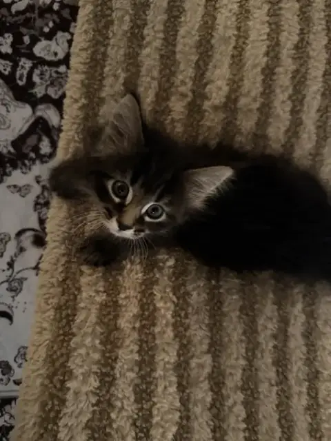 Furbie photo 2