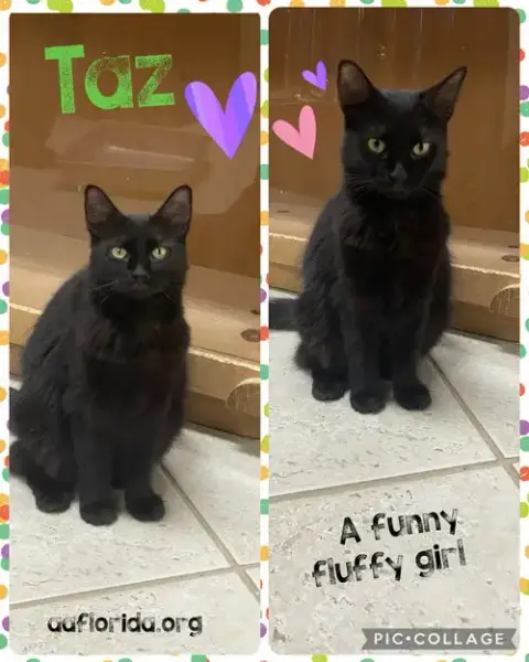 Taz *Cyd photo 4