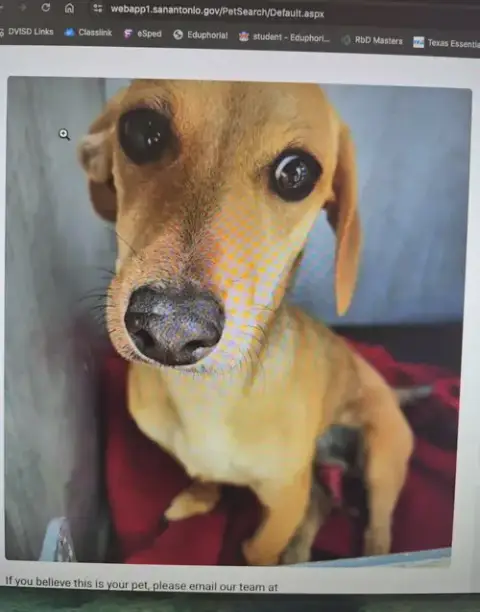 Peanut photo 4