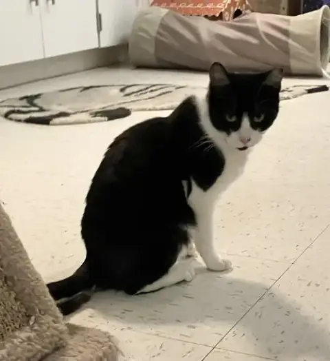Nicolas