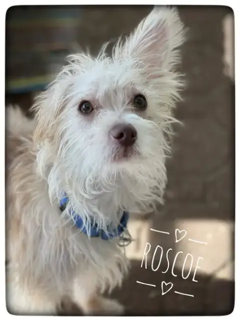Roscoe