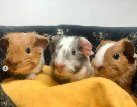 Tater & Tot photo 5