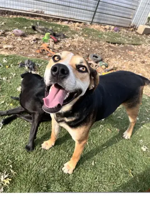 Roscoe photo 3