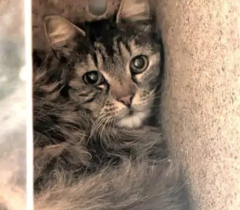 Amelia