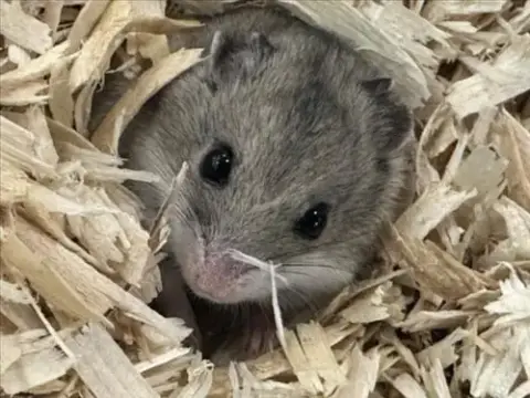 Sam
