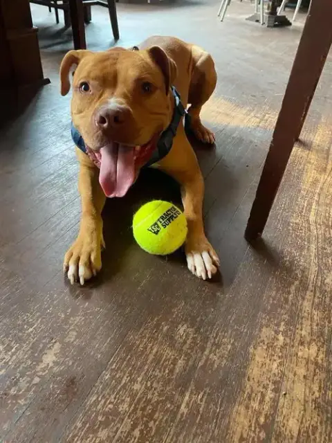 Bruno photo 5
