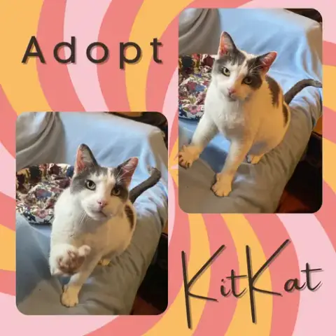 Kitkat photo 2