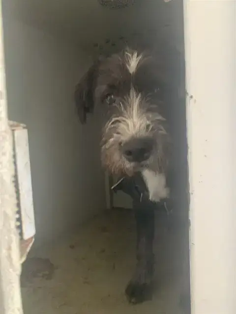 Oreo