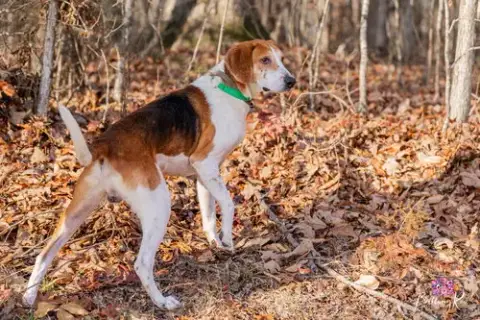 Jack In Powhatan Va photo 5