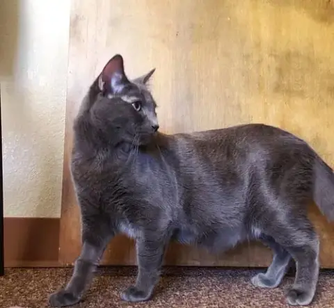 Winston